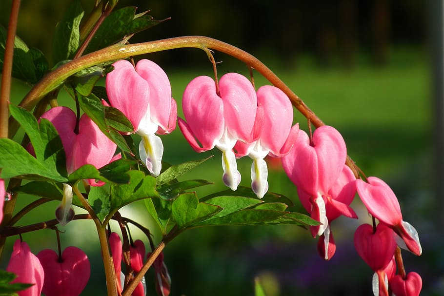 nature, garden, leaf, flower, hearts, plant, plant a garden HD wallpaper