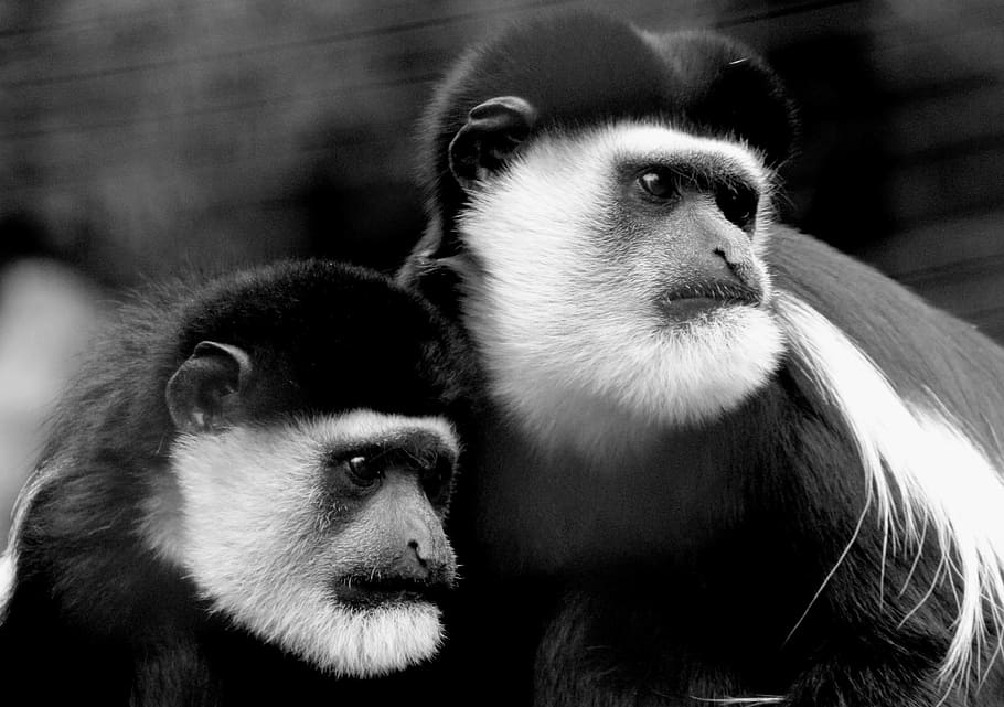 monkey, animal, zoo, animal themes, mammal, group of animals HD wallpaper