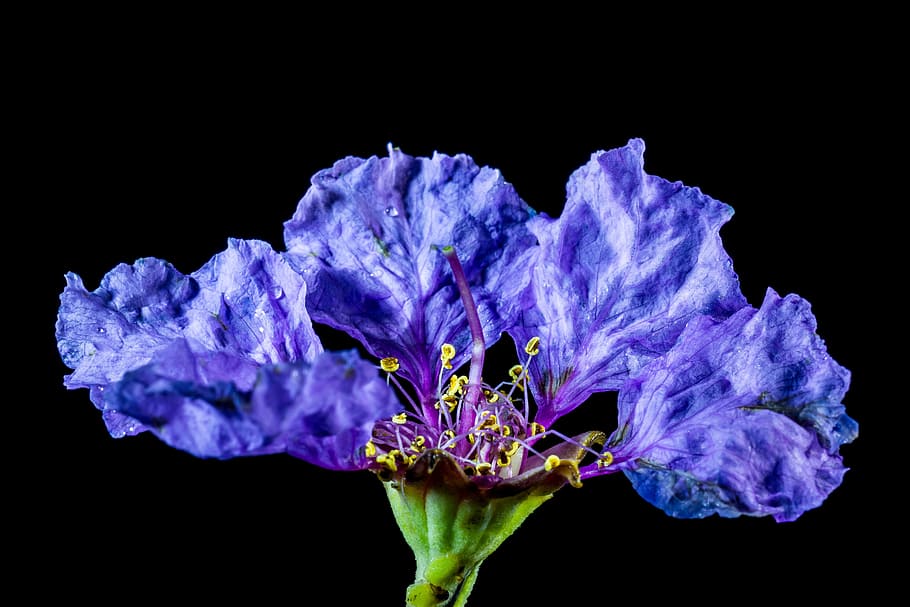 close up photography of purple petaled flower, blossom, bloom HD wallpaper