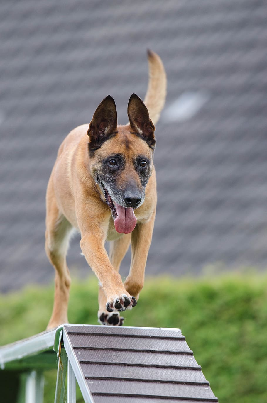 agility, web, catwalk, training, dog training, domestic animals, HD wallpaper