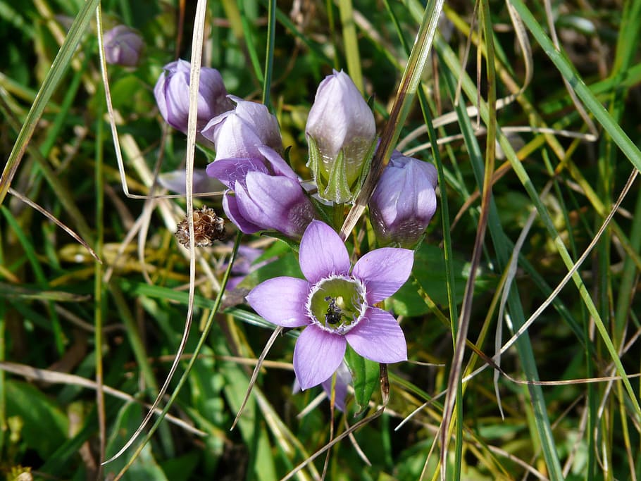 German, Gentian, Flower, german fransenenzian, fringed gentian, HD wallpaper