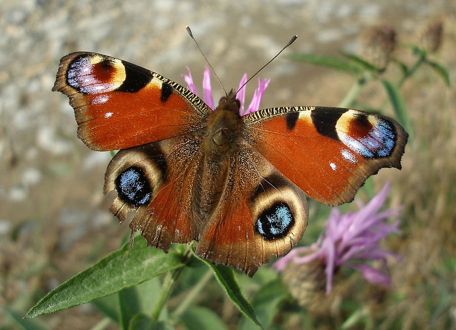 butterfly, insect, nature, invertebrate, one animal, flower HD wallpaper