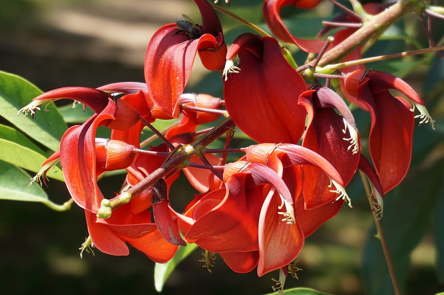 flower, flora, red, nature, blossom, bloom, garden, close, incomplete HD wallpaper