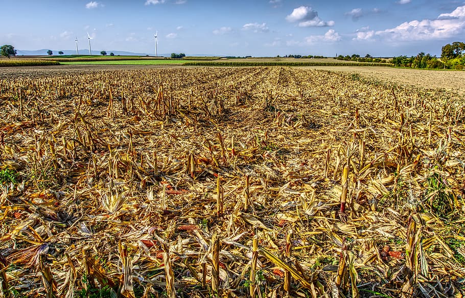corn, cut off, harvest, harvested, agriculture, straw, sky HD wallpaper