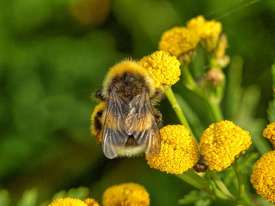 bee, insect, nature, flower, flowering plant, animal themes HD wallpaper