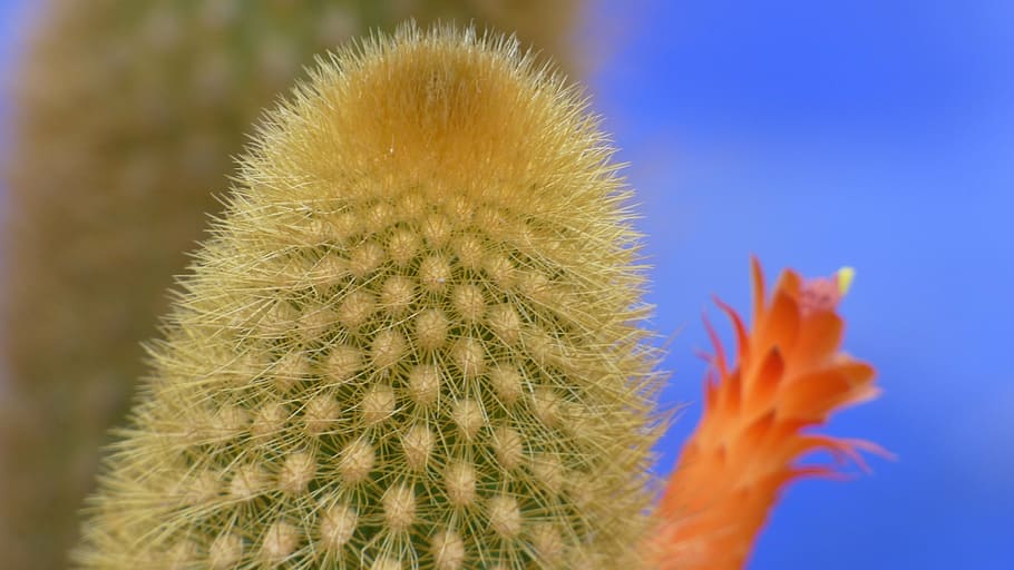 cactus, landscape, plant, close-up, thorn, succulent plant HD wallpaper