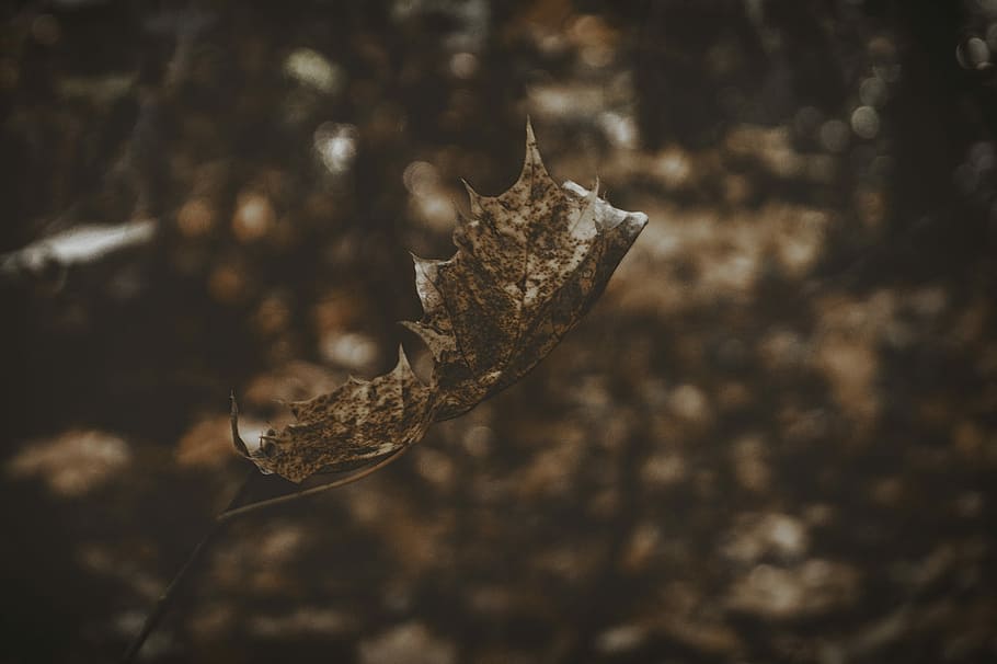 closeup photograph brown dried leaf, selective focus photography of weathered leaf HD wallpaper
