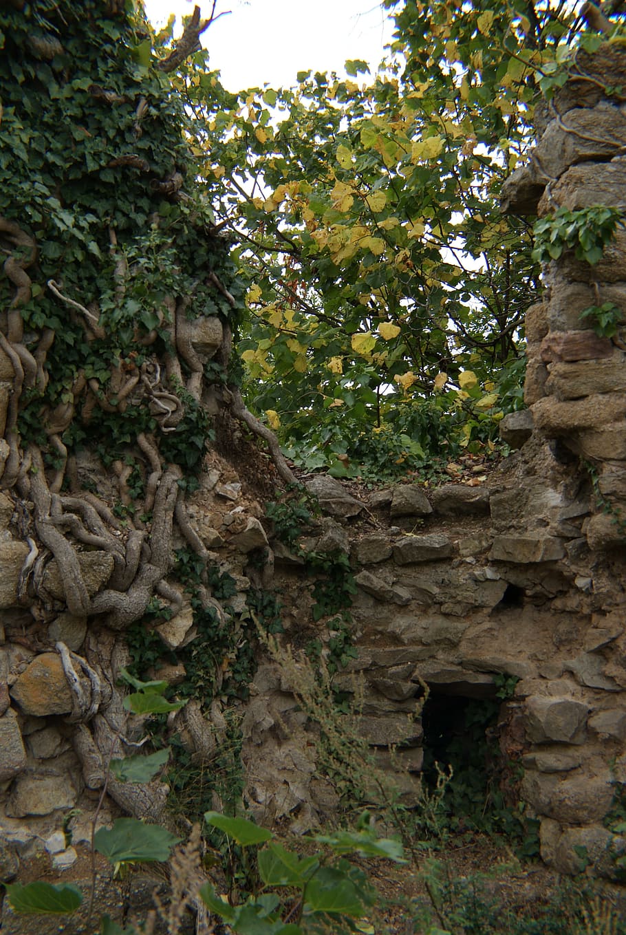 castle, ruin, ivy, stone, architecture, old, ancient, medieval HD wallpaper