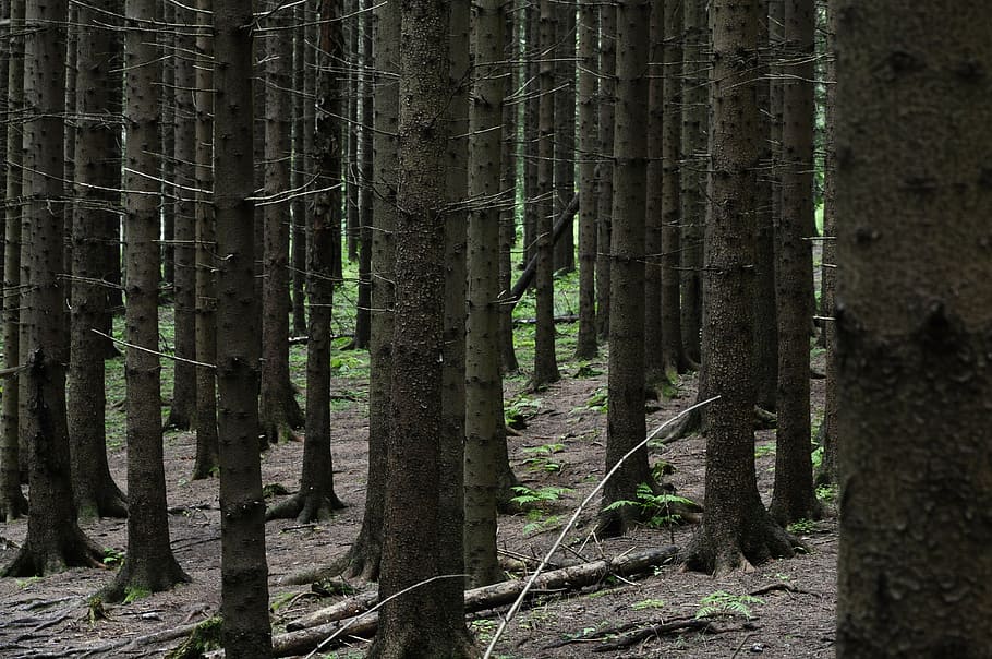 trees, forest, nature, wood, outdoor, summer, norway, europe HD wallpaper