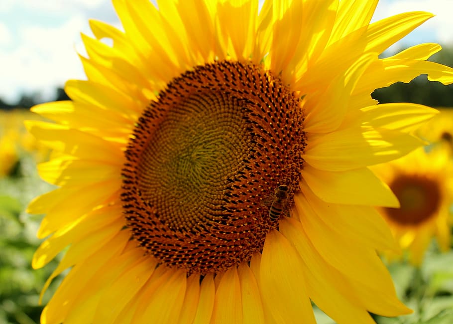 sunflower, honeybee, beekeeping, yellow, flowering plant, flower head HD wallpaper