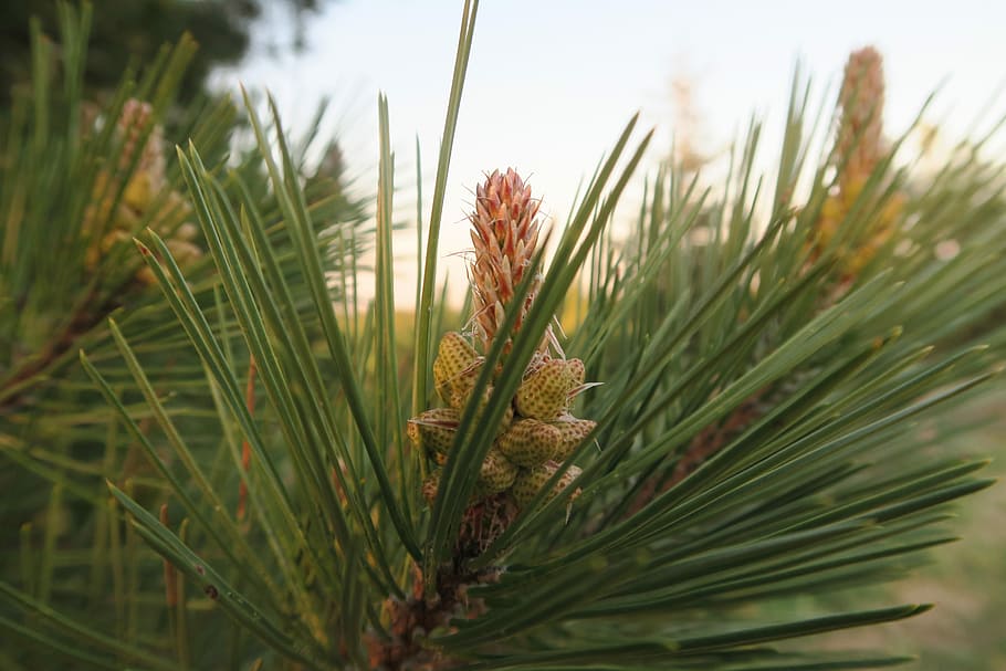 tree, nature, pine, forest, plant, growth, close-up, beauty in nature HD wallpaper