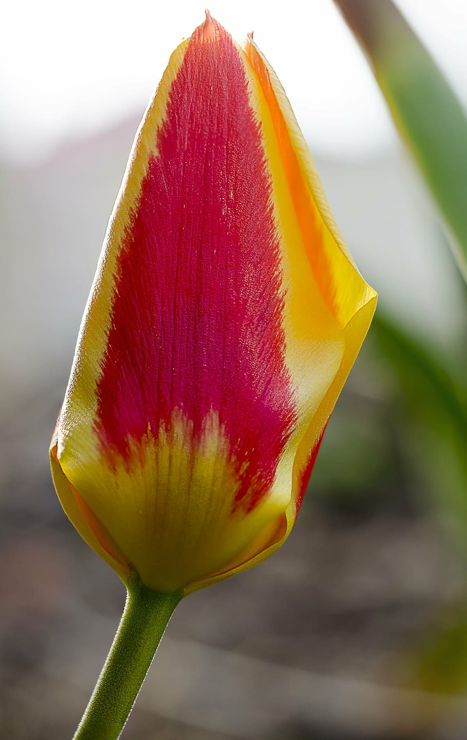 tulip, flower, spring, nature, plant, two color, onion flower HD wallpaper