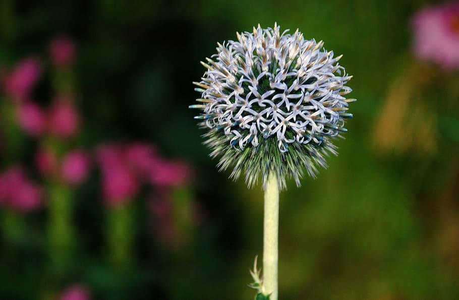 dandelion, hawkbit, flower, plant, nature, sun, flowering plant HD wallpaper