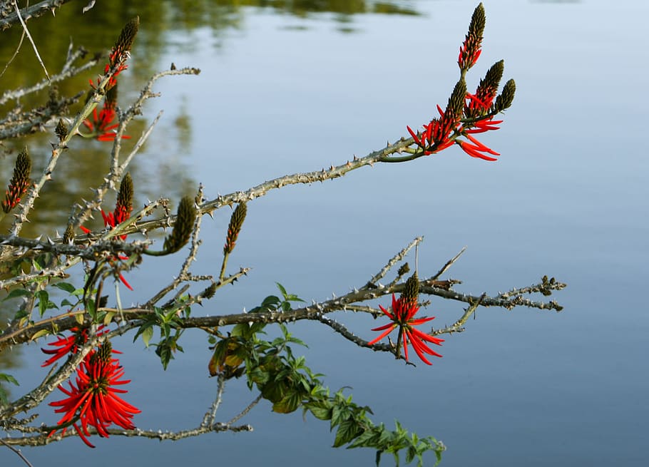rio, flower, nature, red, day, no people, tree, plant, plant part HD wallpaper