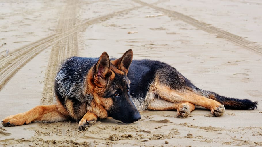 photo of adult black and tan German shepherd laying on sand, dog