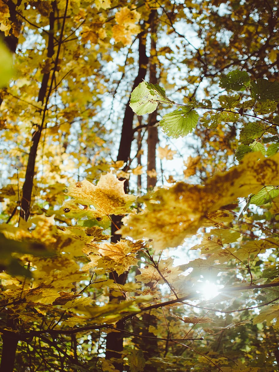 trees, autumn, fall, forest, woods, outdoors, nature, orange HD wallpaper