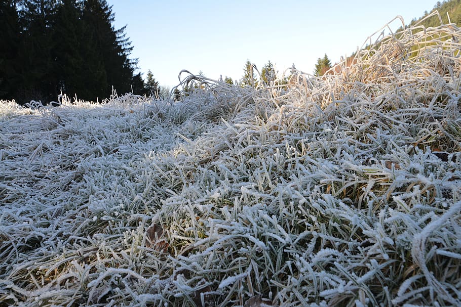 frost, ice, winter, grass, plants, no people, cold temperature HD wallpaper