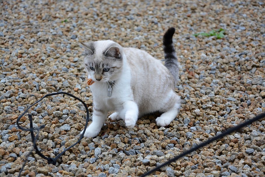 cat, kitten player, cute, animal, petit, feline, domestic animal HD wallpaper