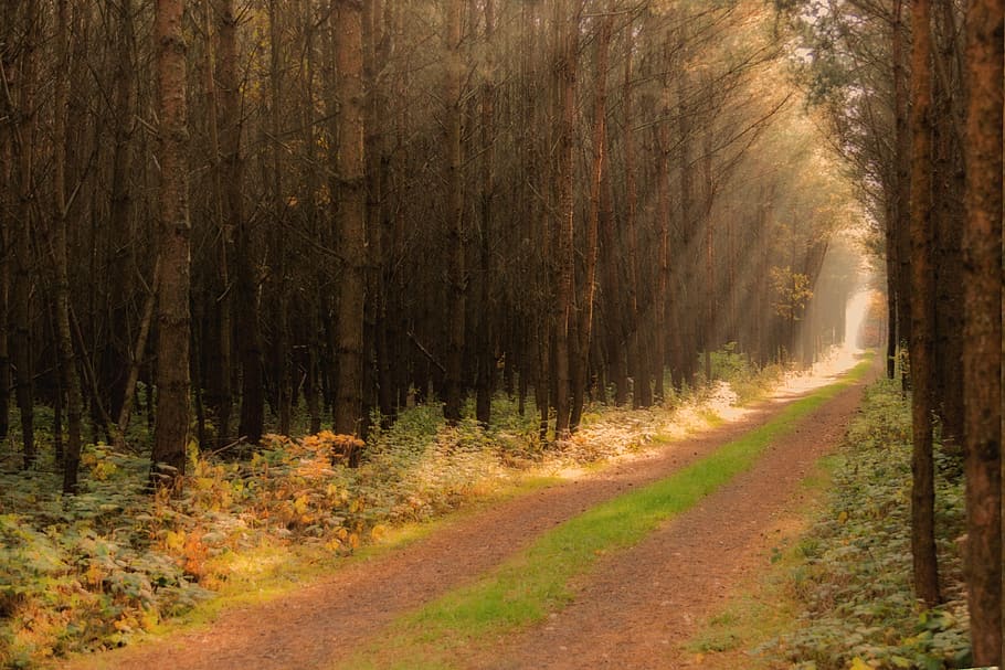 forest, glass joke, sunbeam, tree, plant, land, direction, the way forward HD wallpaper
