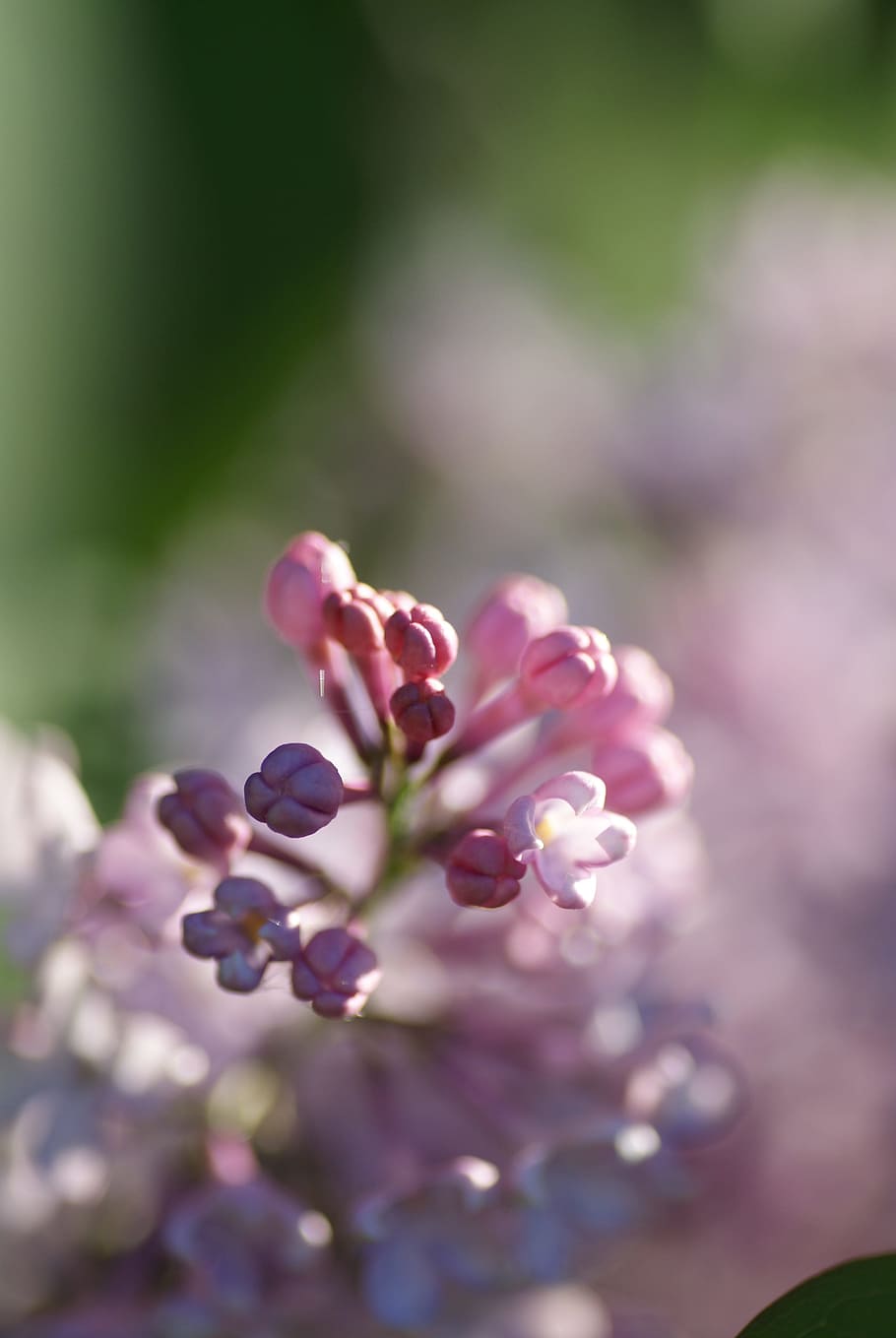 closeup photography of pink petaled flower bud, nature, bush HD wallpaper