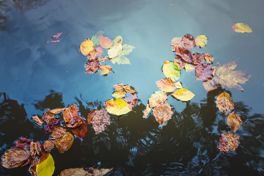 dried leaves floating on body of water, leaves on water, leaf HD wallpaper