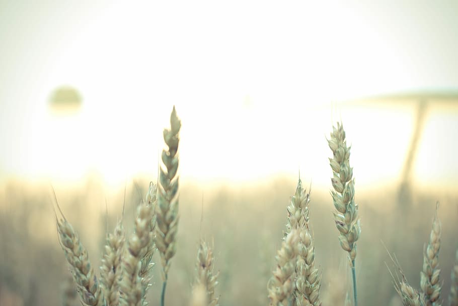 shallow focus photography of wheat, wheat plants, agriculture HD wallpaper