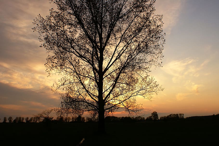 Tree, Evening, Clouds, Sunset, Mood, sky, branches, evening sky HD wallpaper