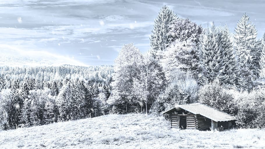 house covered with snow in the middle of forest, winter, snowfall HD wallpaper