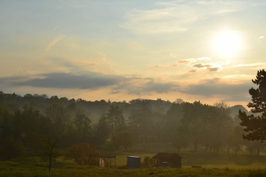 Sun, Clouds, Morning, Meadow, tranquility, tranquil scene, nature HD wallpaper