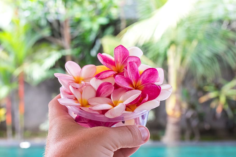 hand, flowers, petals, blur, aromatic, beautiful, bloom, blooming HD wallpaper
