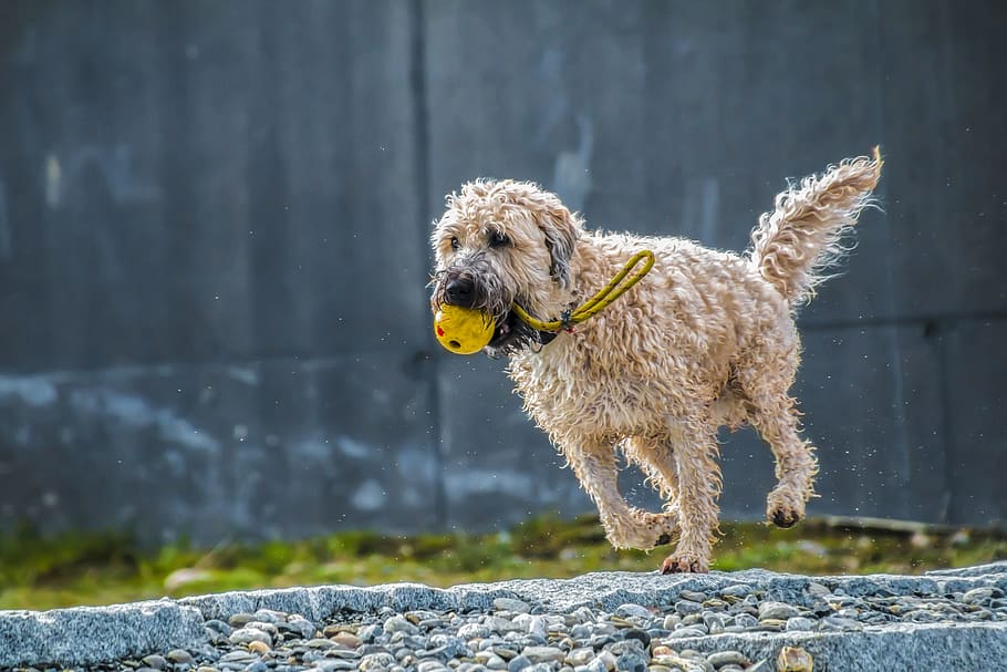 shallow focus photography of brown dog, run, jump, play, race HD wallpaper