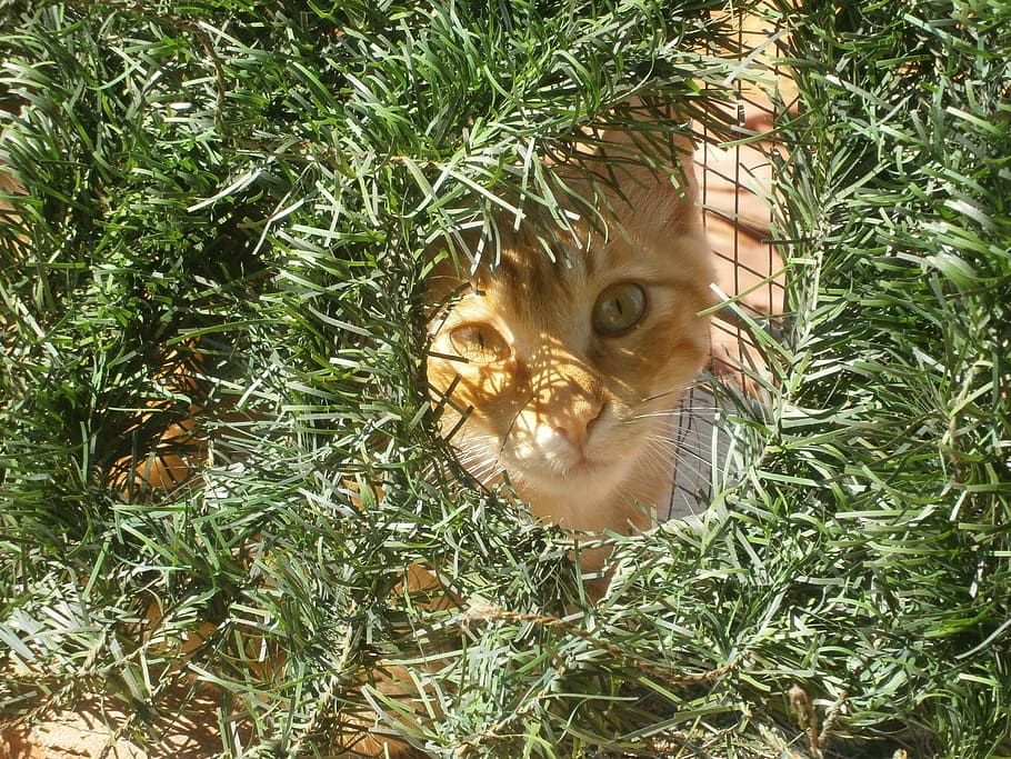 cat, animals, pet, internal, animal shelter, hiding, ginger HD wallpaper
