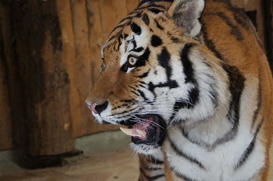 tiger, big cat, close, dangerous, animal, striped, carnivore HD wallpaper