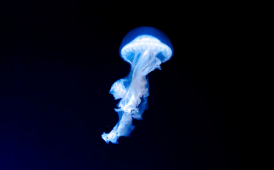 blue jellyfish, jellyfish, water, sea, ocean, creature, black background HD wallpaper