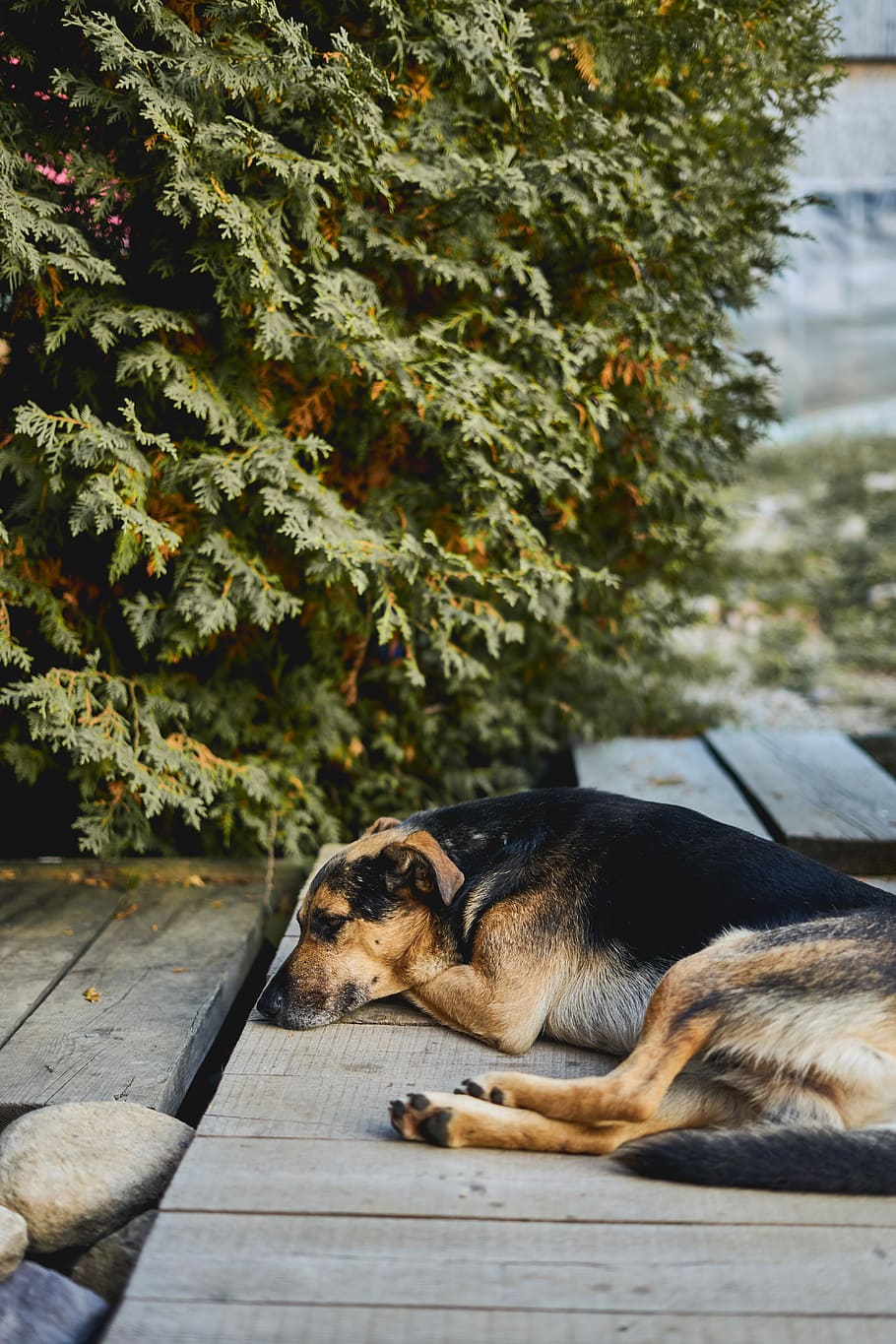 dog lying down on wooden board, German shepherd lying on wooden floor beside tree HD wallpaper