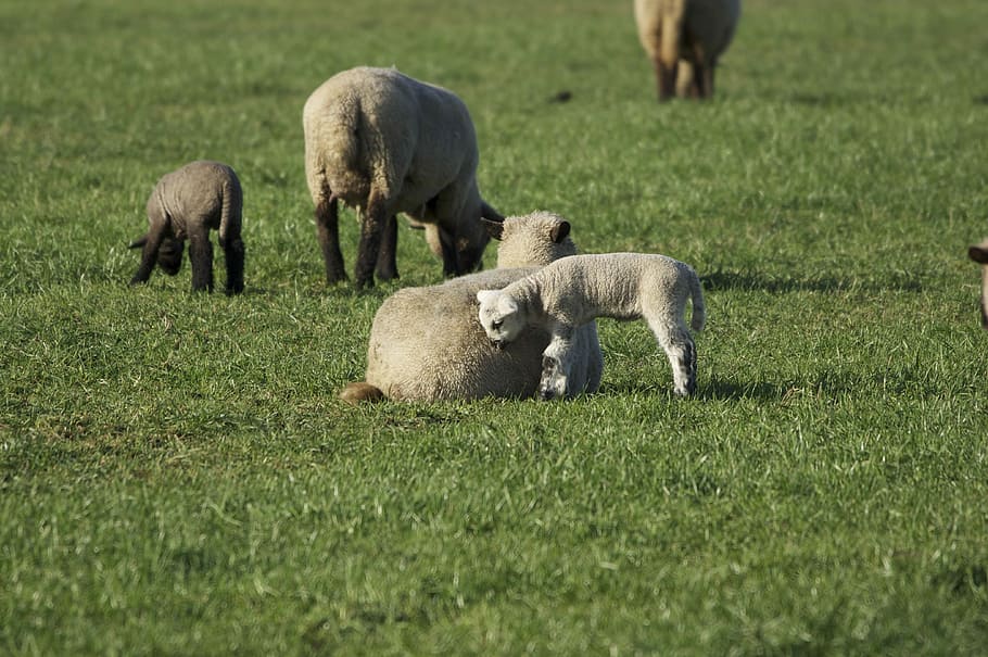 Sheep, Lambs, Pasture, Flock, Passover, flock of sheep, nature HD wallpaper