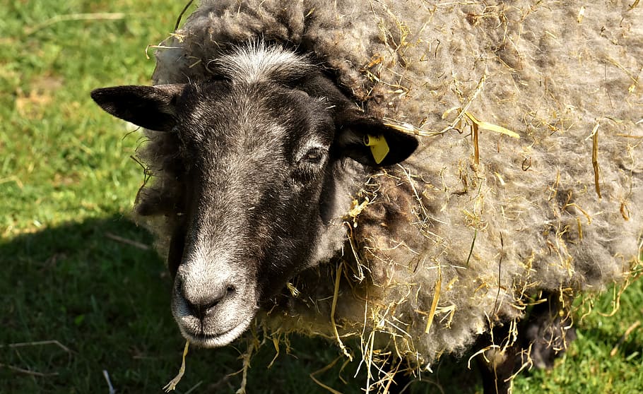 sheep, wool, animal, meadow, nature, winter coat, good aiderbichl HD wallpaper