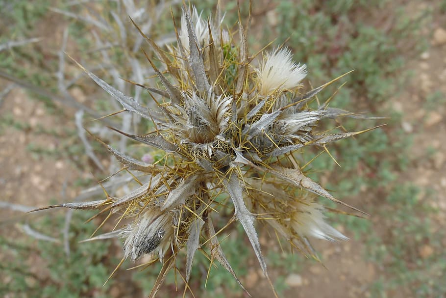 Cotton Thistle, Dry, Flower, thorns, thorny, nature, wild flower, HD wallpaper