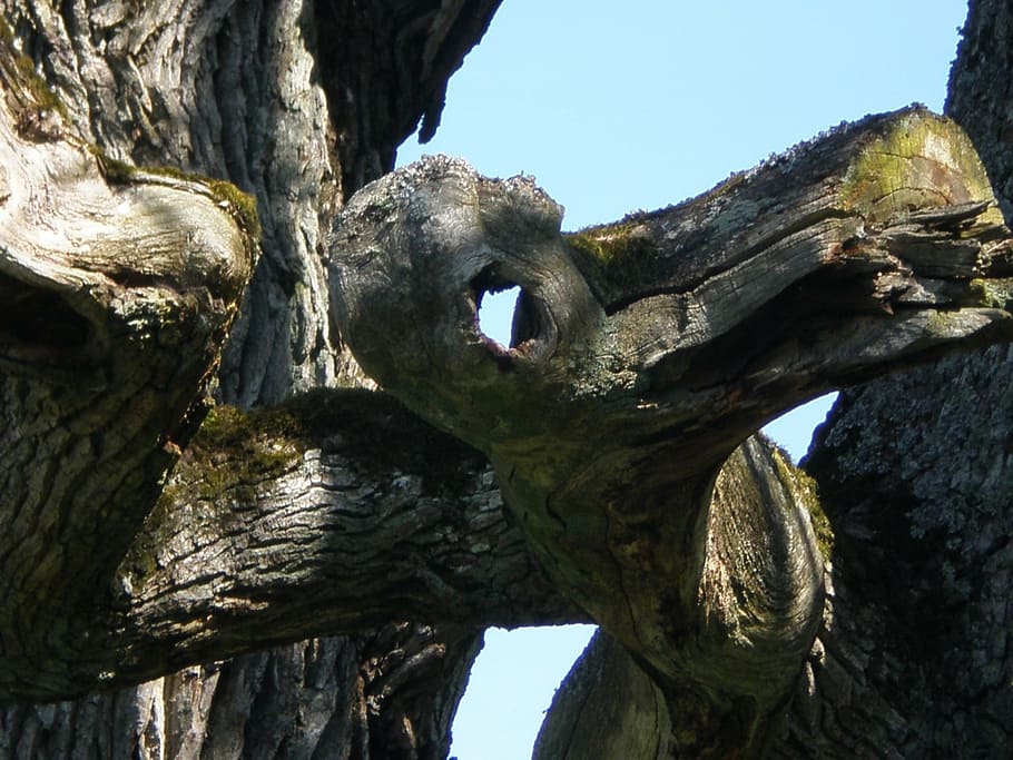 oak, tree face, hantu ghost, mythical creatures, eye, mouth