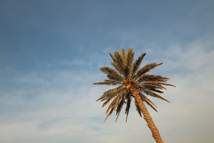 palm tree, sky, island, cloud - sky, low angle view, no people HD wallpaper