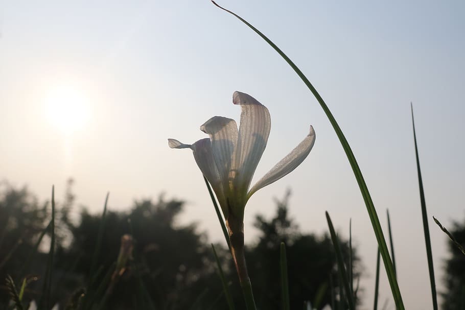 Sunshine, Flowers, Strong, plant, day, growth, no people, outdoors HD wallpaper