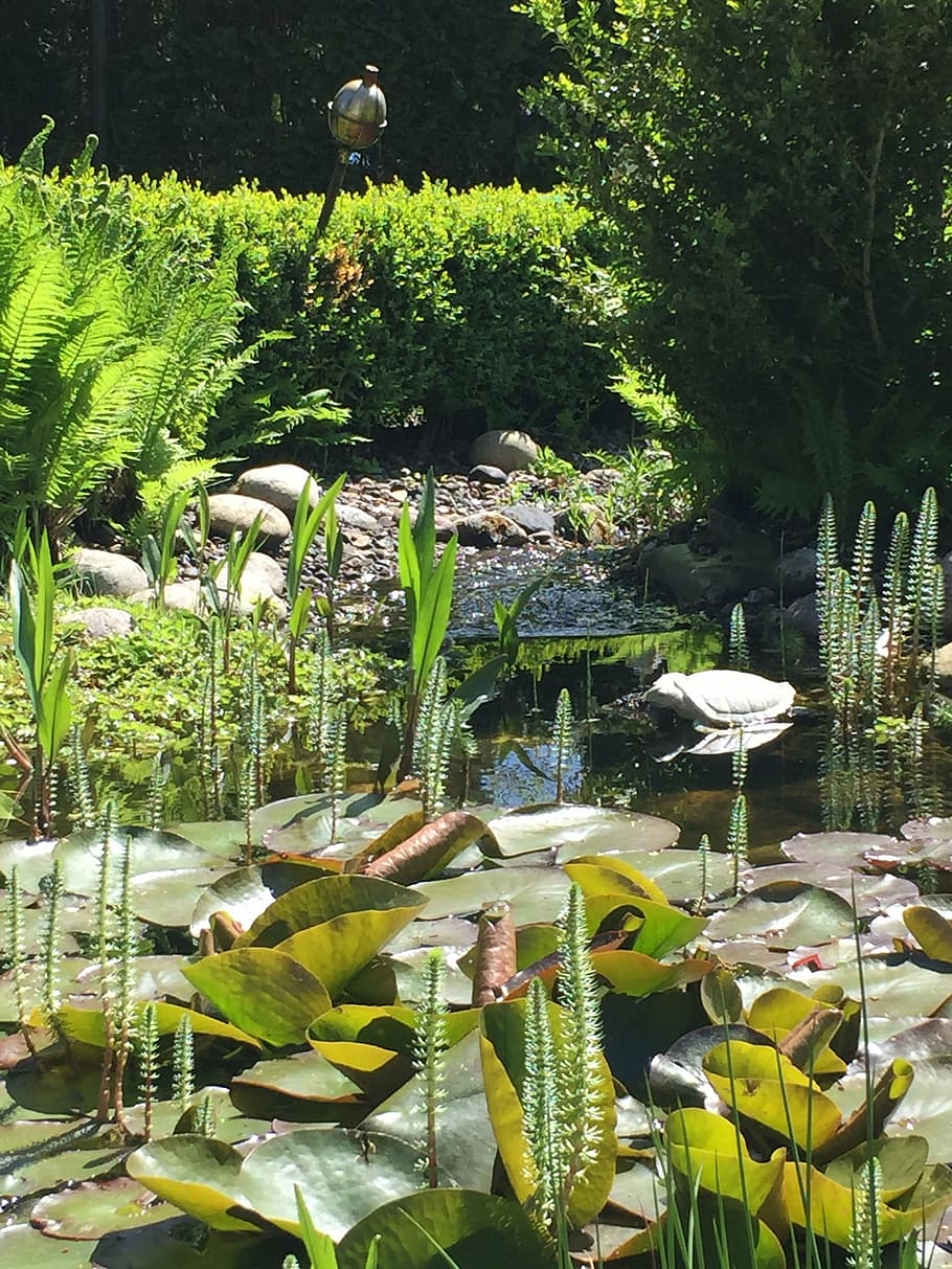 garden, plant, pond, spring, green space, wrate, water, park HD wallpaper