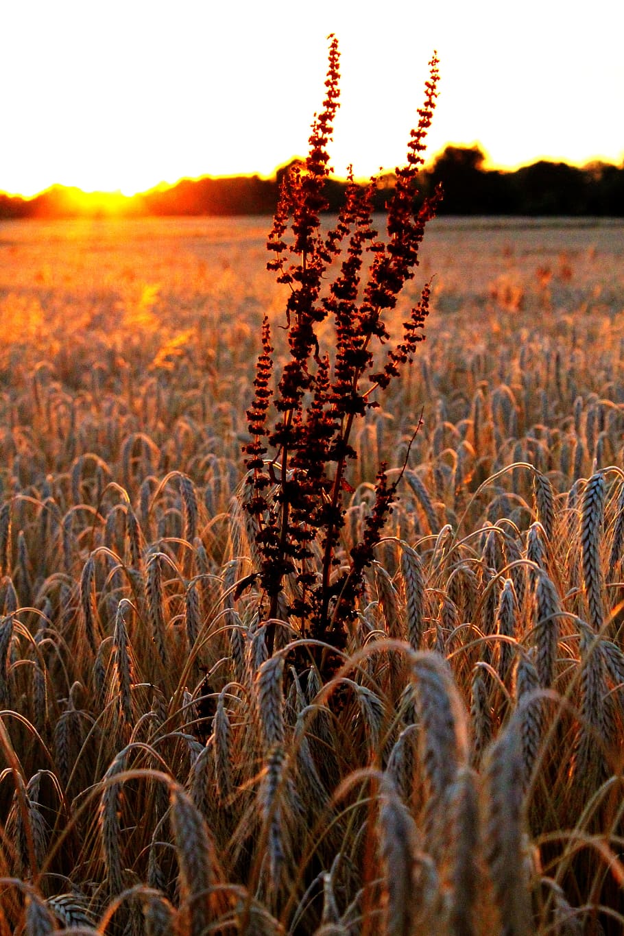 focus, wheat, field, grain, wheat field, cereals, dry, gold HD wallpaper
