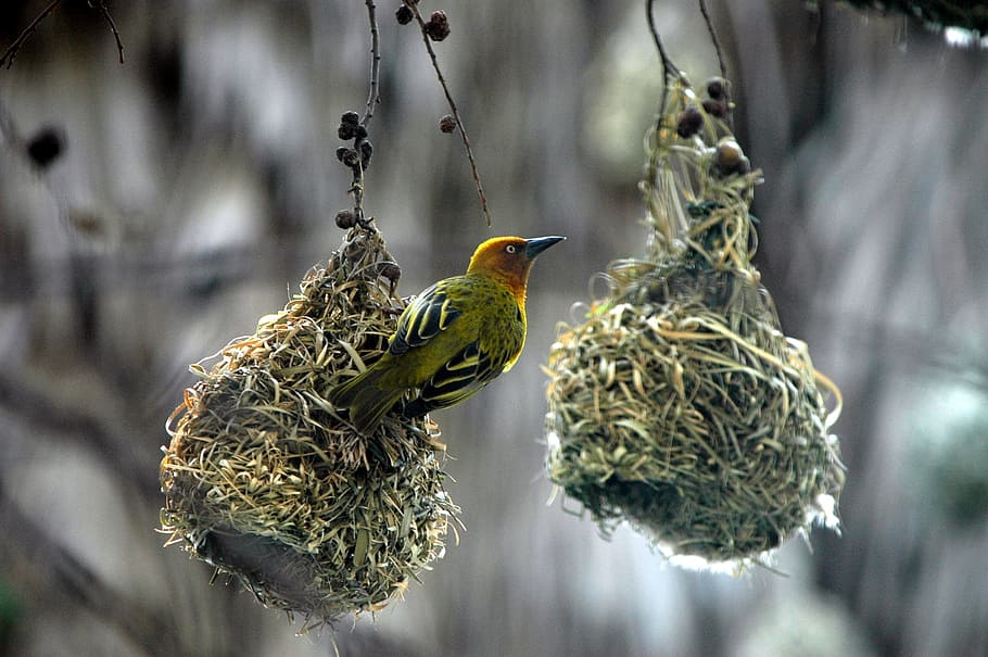 selective focus green and bird watching over green nest, swallow HD wallpaper