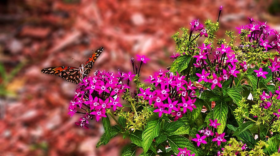 Butterfly, Flowers, Garden, Spring, one animal, purple, insect HD wallpaper