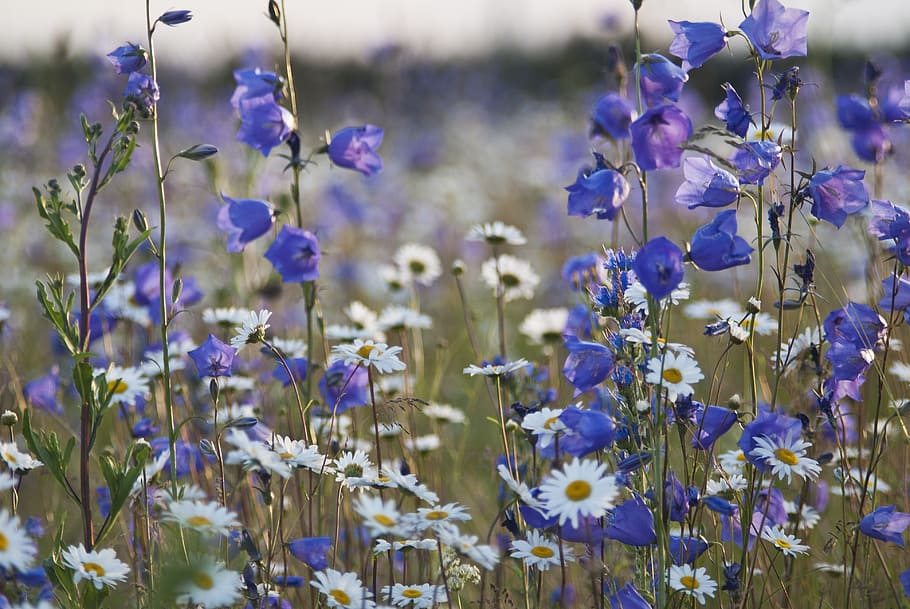 flower, summer, nature, blue, plant, purple, flowering plant HD wallpaper