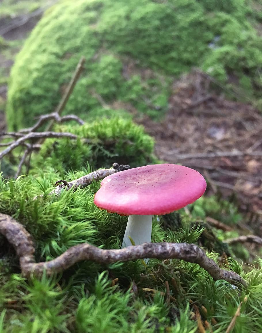 Mushroom, Fly Agaric, Forest, Moss, growth, fungus, nature HD wallpaper