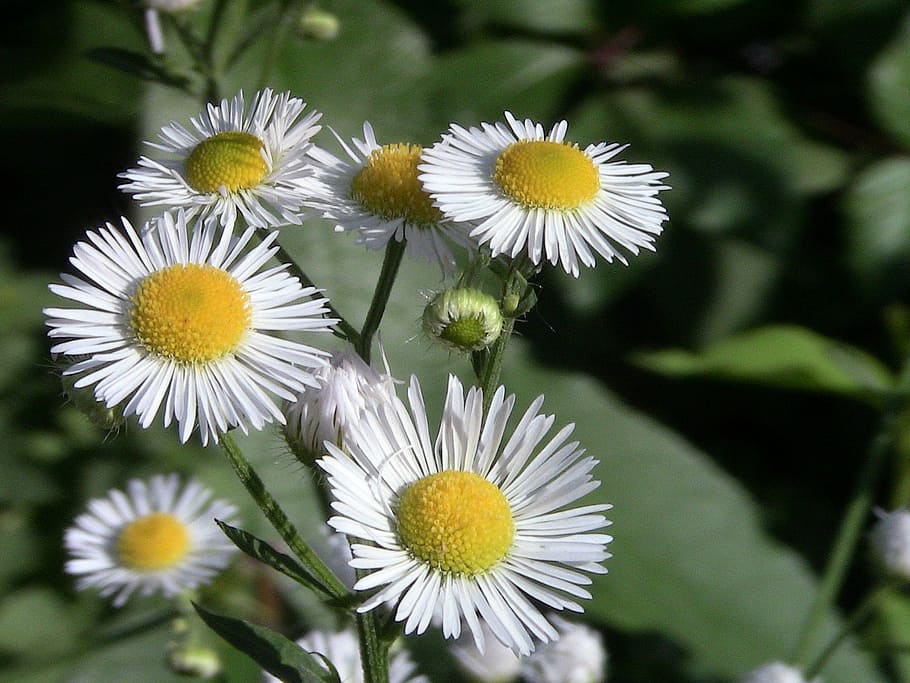 chamomile, leaflet, flower, flowering plant, freshness, vulnerability HD wallpaper