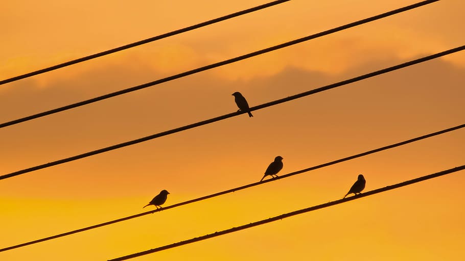 Birds, Wire, Sunset, Colors, Dusk, sky, silhouette, evening HD wallpaper