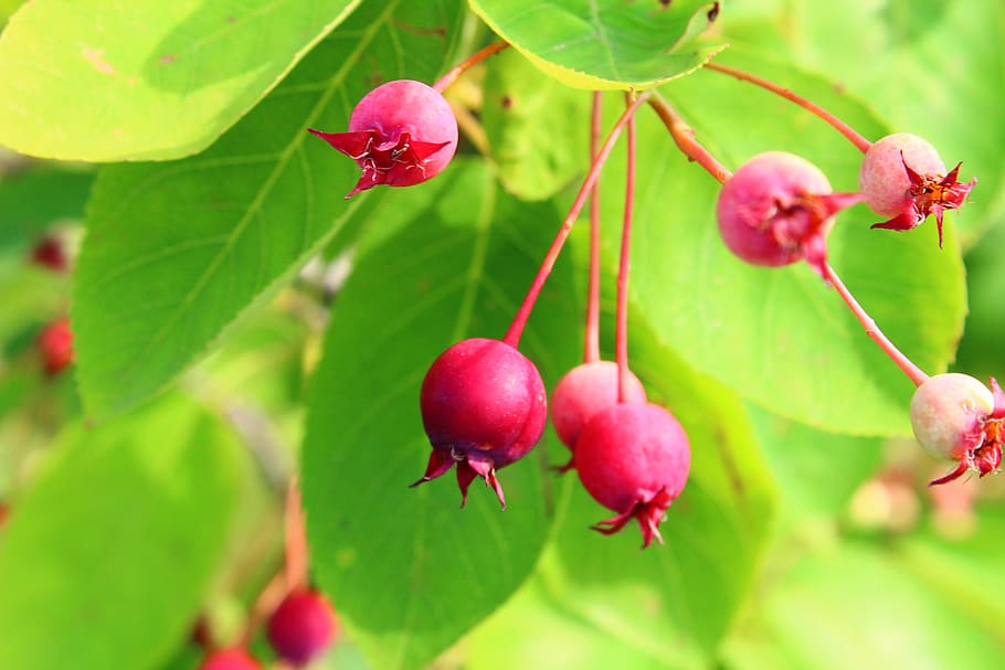 red, green, fruit, blossom, bloom, nature, rose hip, garden HD wallpaper